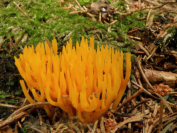 parôžkovec lepkavý Calocera viscosa (Pers.) Fr.