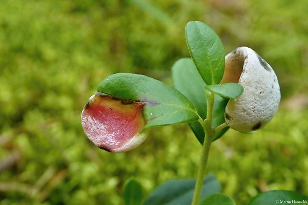 nahorúchovec brusnicový Exobasidium vaccinii (Fuckel) Woronin