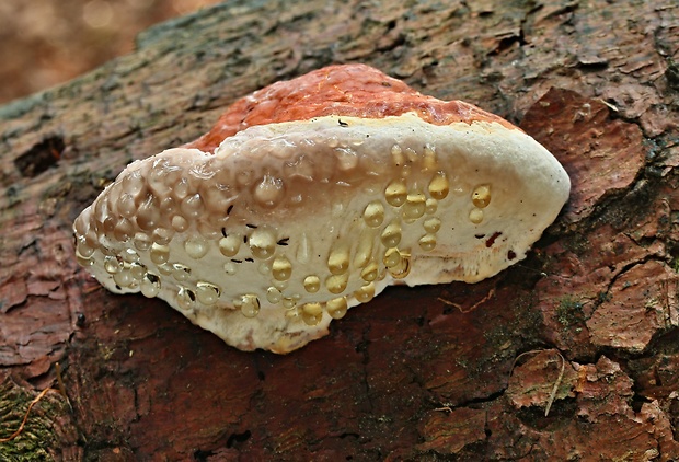 práchnovček pásikavý Fomitopsis pinicola (Sw.) P. Karst.