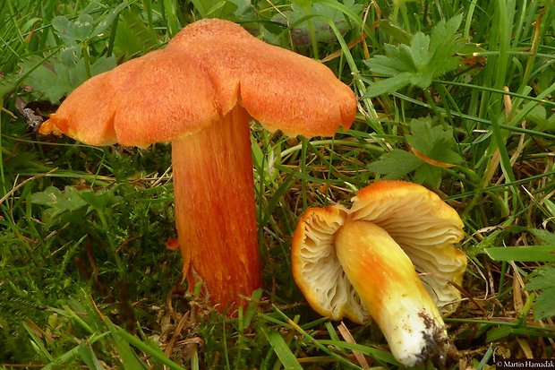 lúčnica ohnivá Hygrocybe intermedia (Pass.) Fayod