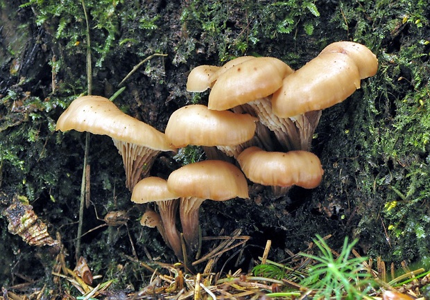 húževnatček ulitovitý Lentinellus cochleatus (Pers.) P. Karst.