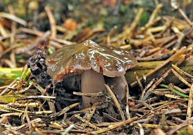 koreňovica olivová Phaeocollybia festiva (Fr.) R. Heim