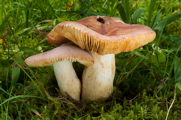 plávka Russula sp.