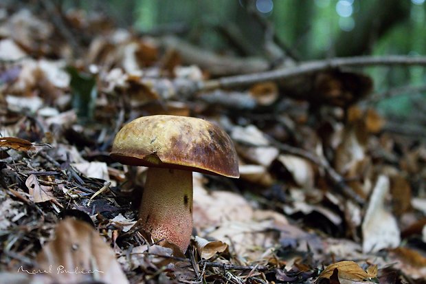 hríb zrnitohlúbikový Sutorius luridiformis (Rostk.) G. Wu & Zhu L. Yang