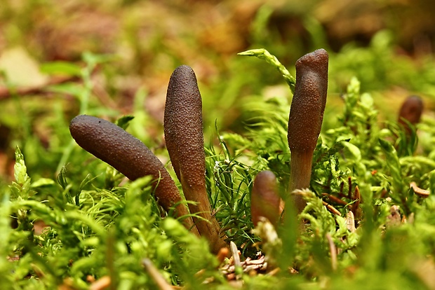 žezlovka srnková Tolypocladium ophioglossoides (J.F. Gmel.) Quandt, Kepler & Spatafora