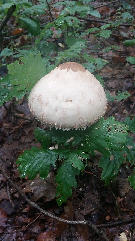 bedľa Macrolepiota sp.