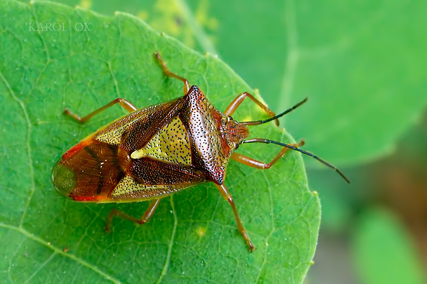 bzdocha stromová Acanthosoma haemorrhoidale