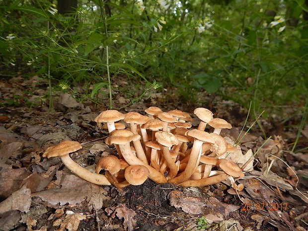 podpňovka bezprsteňová Armillaria socialis (DC.) Fayod