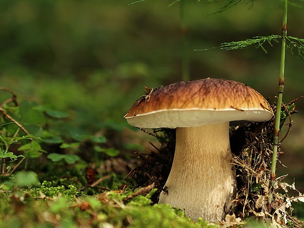 hríb smrekový Boletus edulis Bull.