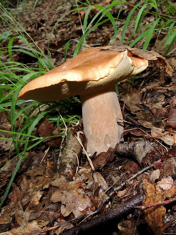 hríb dubový Boletus reticulatus Schaeff.