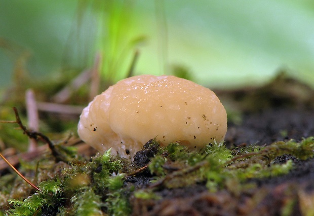 belák horský Climacocystis borealis (Fr.) Kotl. & Pouzar