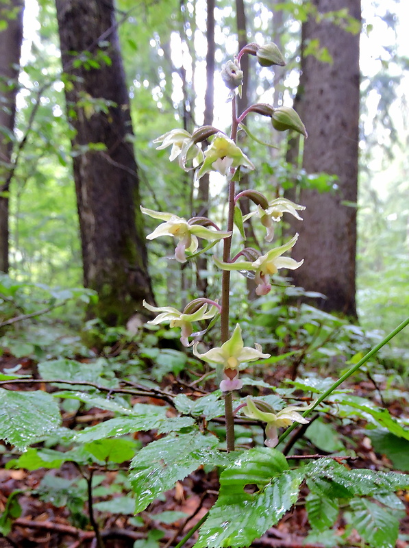 kruštík modrofialový Epipactis purpurata Sm.