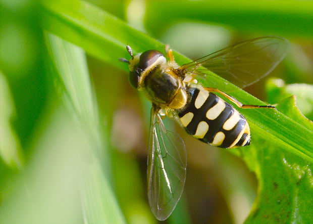 pestrica  Eupeodes corollae  (Fabricius, 1794)