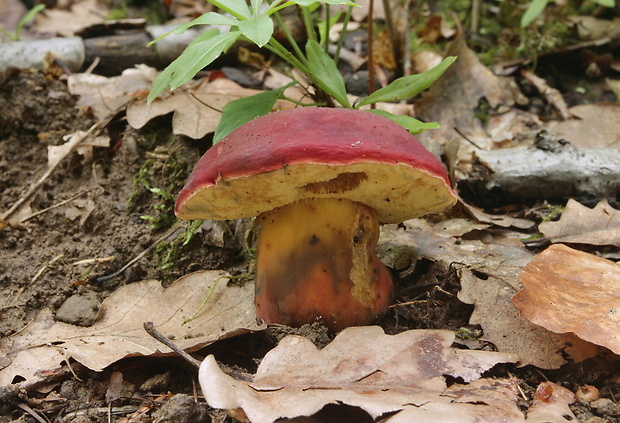 suchohríb karmínový Hortiboletus rubellus (Krombh.) Simonini, Vizzini & Gelardi