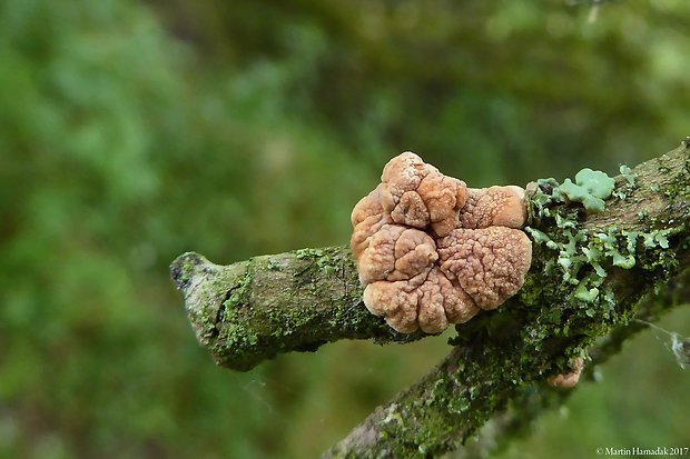 mäsovka lišajníková Hypocreopsis lichenoides (Tode) Seaver