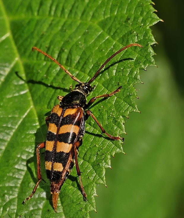 fuzáč Leptura aurulenta