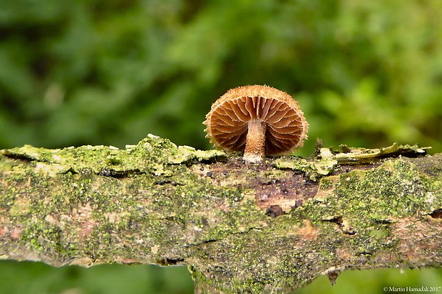 šupináčik obyčajný Phaeomarasmius erinaceus (Fr.) Scherff. ex Romagn.