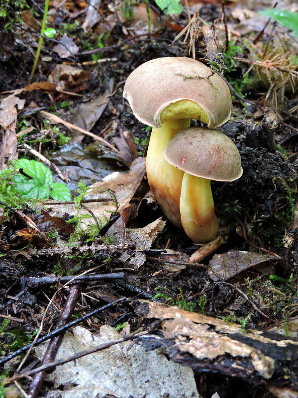 suchohríb plstnatý Xerocomus subtomentosus L.