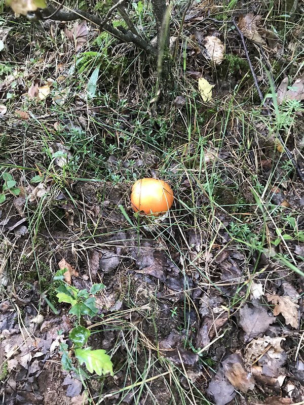 muchotrávka cisárska Amanita caesarea (Scop.) Pers.