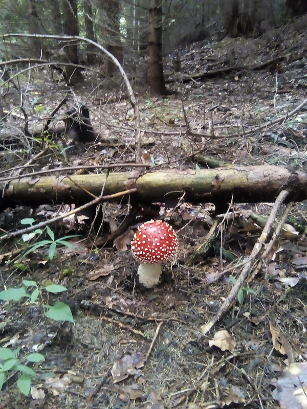 muchotrávka červená Amanita muscaria (L.) Lam.