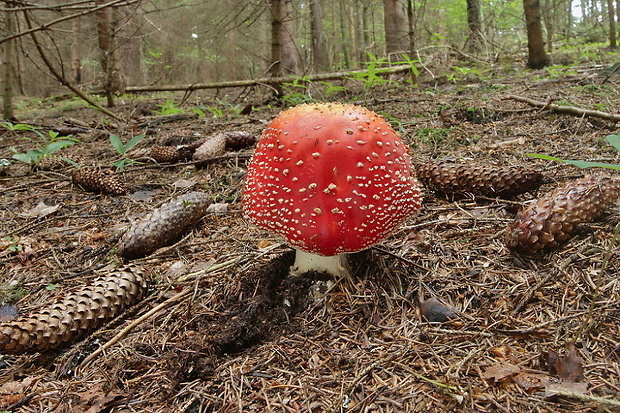 muchotrávka červená Amanita muscaria (L.) Lam.