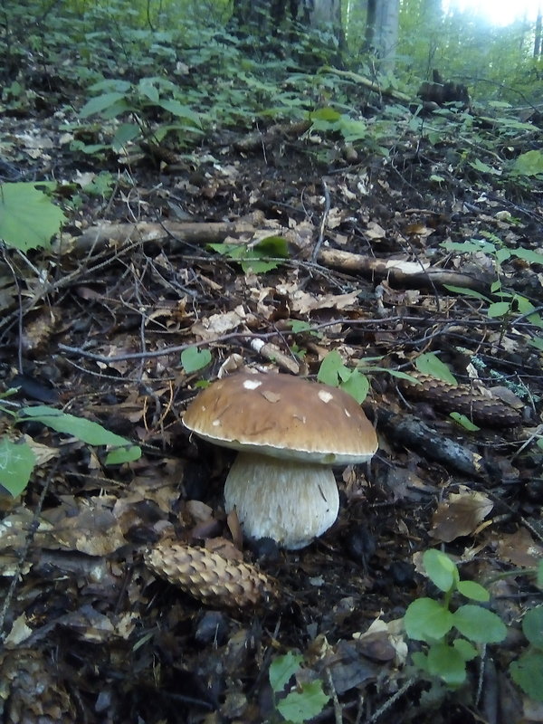 hríb smrekový Boletus edulis Bull.