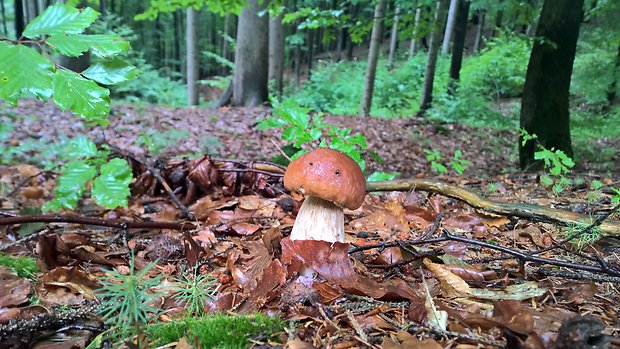 hríb smrekový Boletus edulis Bull.