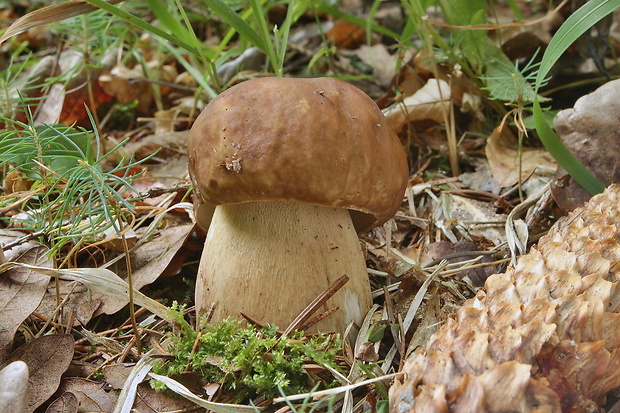 hríb dubový Boletus reticulatus Schaeff.