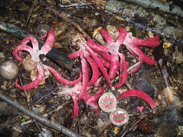 mrežovka kvetovitá Clathrus archeri (Berk.) Dring