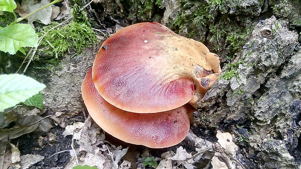 pečeňovec dubový Fistulina hepatica (Schaeff.) With.