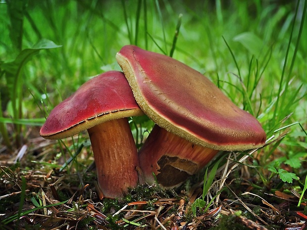 suchohríb karmínový Hortiboletus rubellus (Krombh.) Simonini, Vizzini & Gelardi