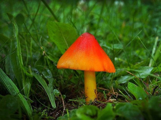 lúčnica kužeľovitá Hygrocybe conica (Schaeff.) P. Kumm.