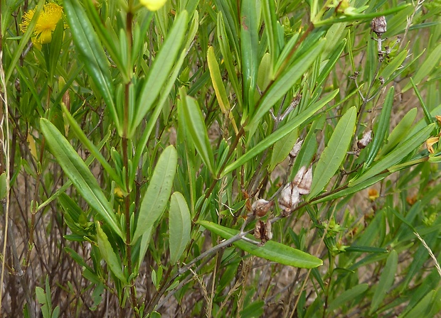 ľubovník Hypericum  prolificum?