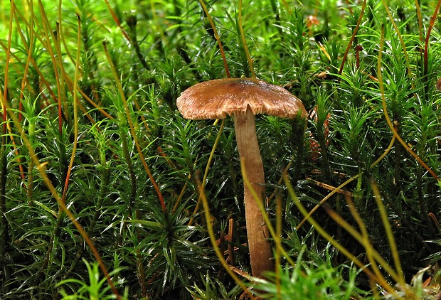 vláknica Inocybe sp.