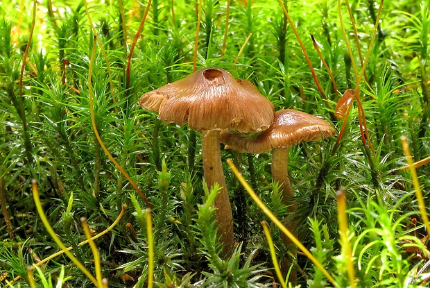 vláknica Inocybe sp.