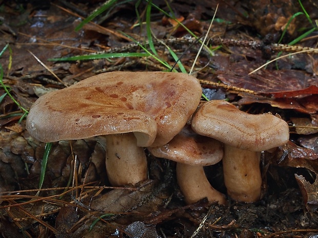 rýdzik dubový Lactarius quietus (Fr.) Fr.