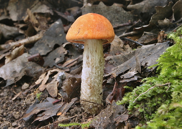 kozák osikový Leccinum albostipitatum den Bakker & Noordel.