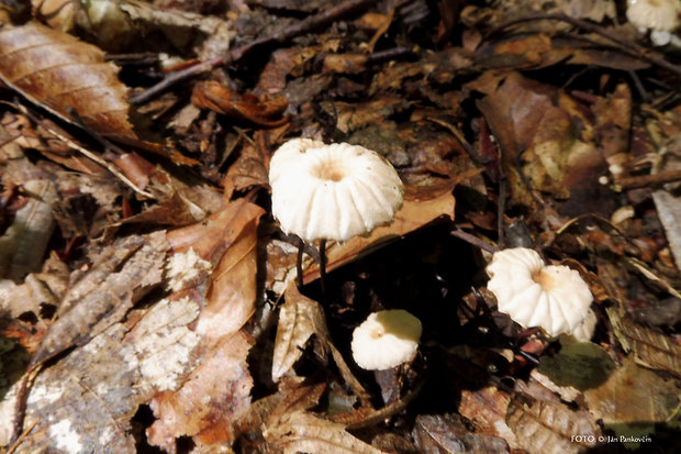 tanečnica Bulliardova Marasmius bulliardii Quél.