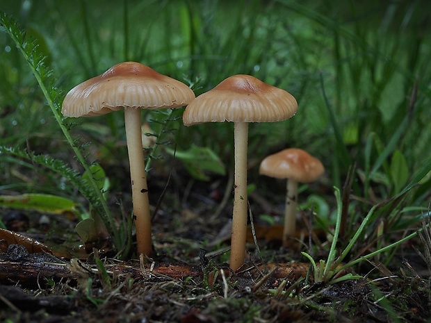 tanečnica poľná Marasmius oreades (Bolton) Fr.