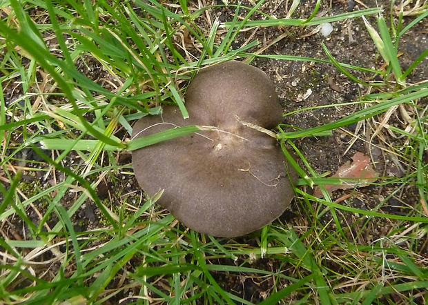 tmavuĺka Melanoleuca sp.