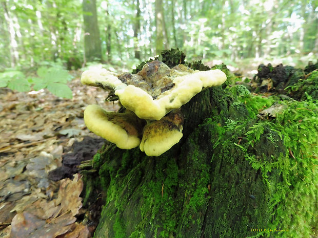 hnedák Schweinitzov Phaeolus schweinitzii (Fr.) Pat.