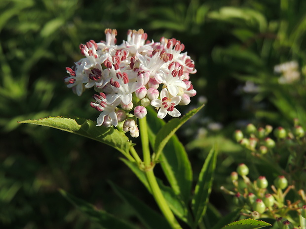 baza chabzdová Sambucus ebulus L.