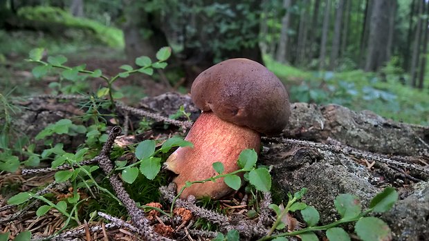 hríb zrnitohlúbikový Sutorius luridiformis (Rostk.) G. Wu & Zhu L. Yang