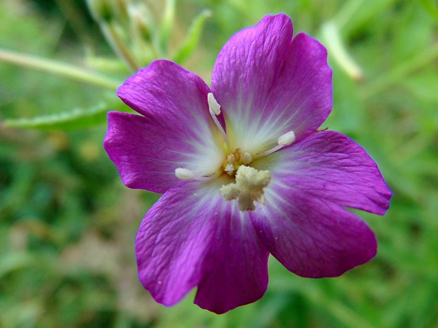 vŕbovka chlpatá Epilobium hirsutum L.