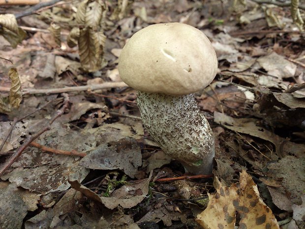 kozák topoľový Leccinum duriusculum (Schulzer ex Kalchbr.) Singer