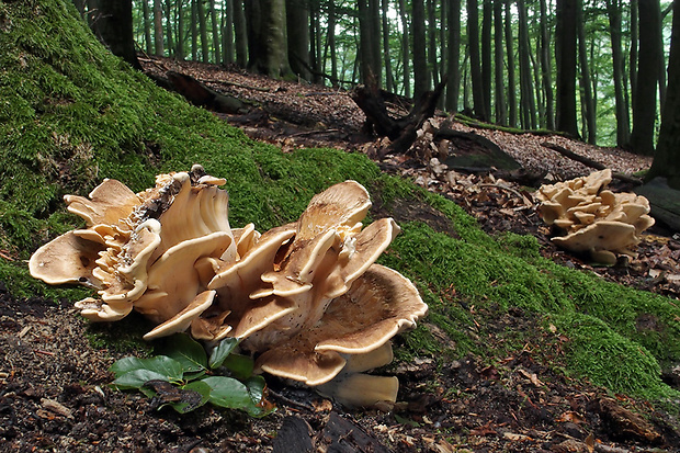 vejárovec obrovský Meripilus giganteus (Pers.) P. Karst.