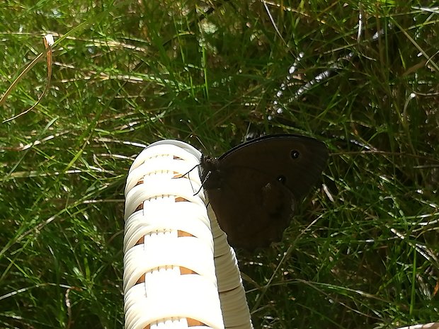 očkáň ovsíkový Minois dryas