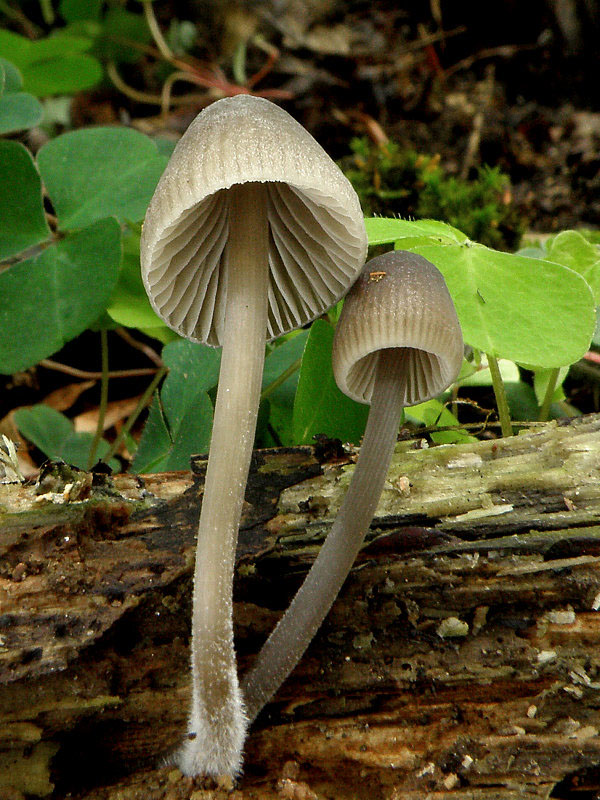 prilbička Mycena sp.