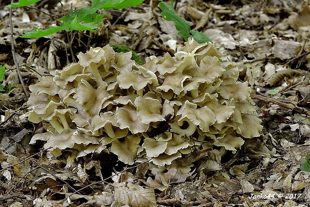 trúdnik klobúčkatý Polyporus umbellatus (Pers.) Fr.