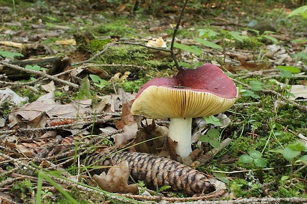 plávka Russula sp.